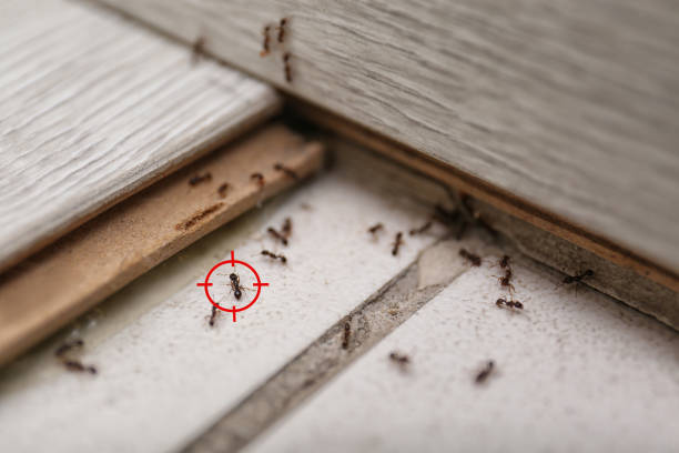 Flea Control Services in Webster, FL