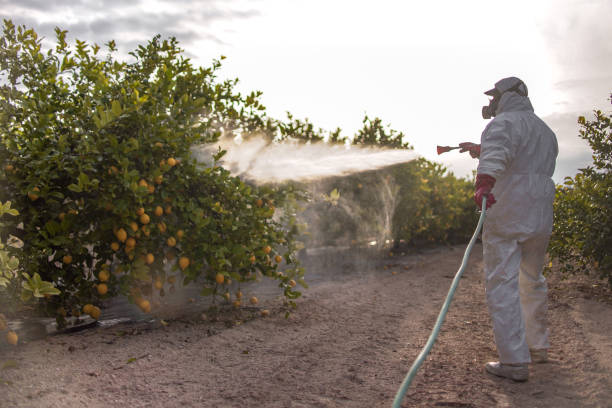 Best Local Pest Control Services  in Webster, FL