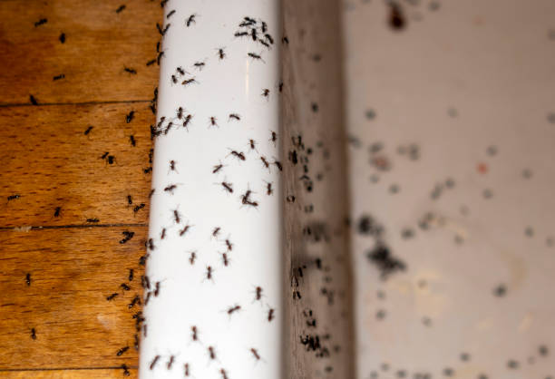 Best Rat Extermination Near Me  in Webster, FL